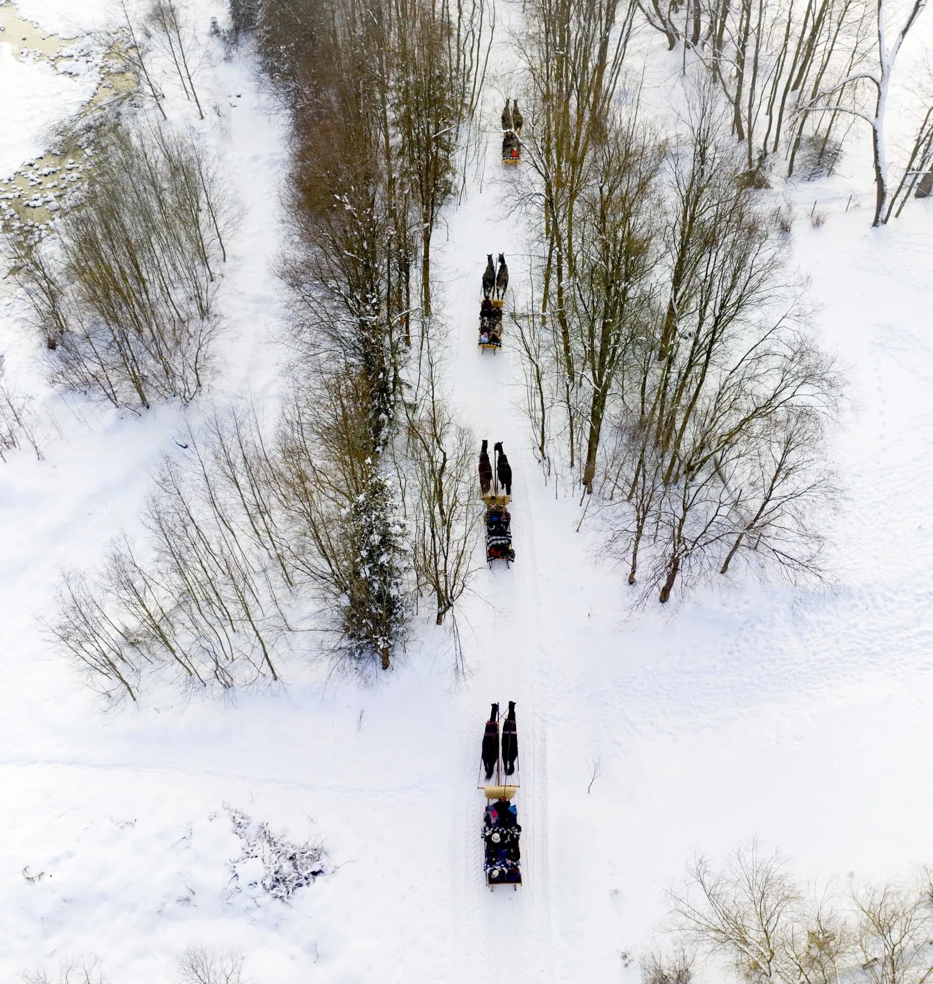 Kolumna sań na leśnej drodze, widok z góry