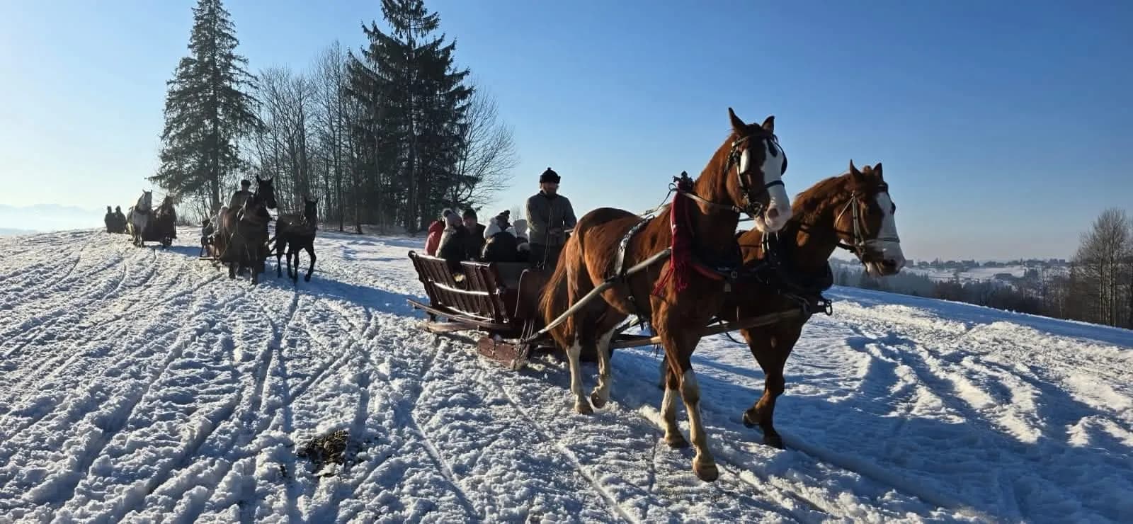 Para kasztanowatych koni ciągnie sanie po śniegu