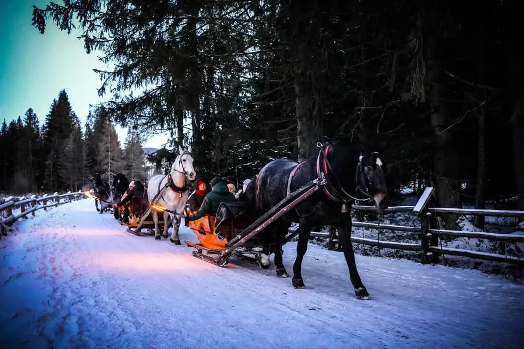 Kolumna sań w zimowym lesie Doliny Chochołowskiej